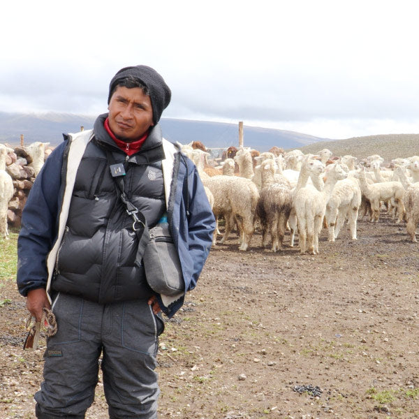 Im Einklang mit der Natur - Mutter & Baby Alpaka in den Anden von Peru