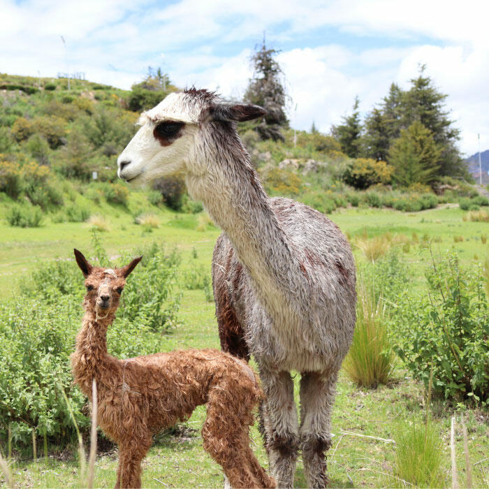 Im Einklang mit der Natur - Mutter & Baby Alpaka in den Anden von Peru